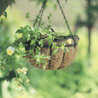 盆景头像图片保平安