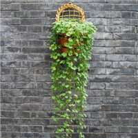 盆景头像图片保平安