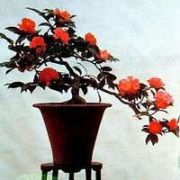 盆景头像图片保平安