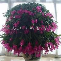 盆景头像图片保平安