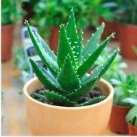 盆景头像图片旺财