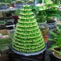 盆景头像图片旺财