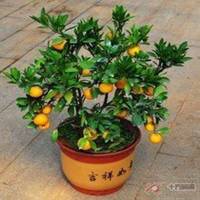 盆景头像图片旺财