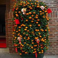 盆景头像图片旺财