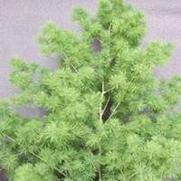 盆景头像图片旺财