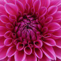 祝你好运红花头像