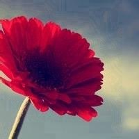 祝你好运红花头像