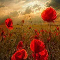 祝你好运红花头像