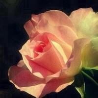 祝你好运红花头像