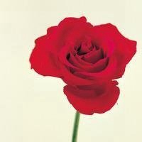 祝你好运红花头像