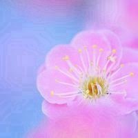 祝你好运红花头像