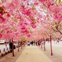 花海头像图片大全唯美