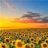 花海头像图片大全唯美