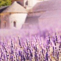 花海头像图片大全唯美