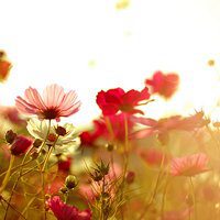 花海头像图片大全唯美