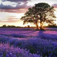 花海头像图片大全唯美