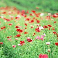 花海头像图片大全唯美