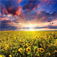 花海头像图片大全唯美