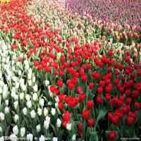 花海头像图片大全唯美