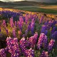 花海头像图片大全唯美