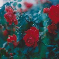 花海头像图片大全唯美