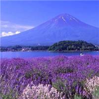 薰衣草图片花海头像