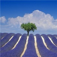 薰衣草图片花海头像