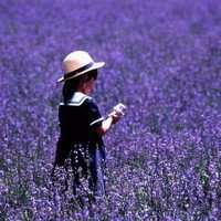 薰衣草图片花海头像