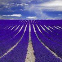 薰衣草图片花海头像