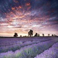 薰衣草图片花海头像