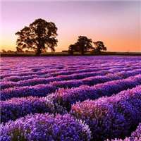 薰衣草图片花海头像