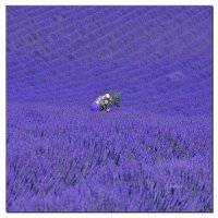 薰衣草图片花海头像