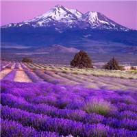 薰衣草图片花海头像