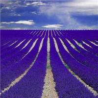 薰衣草图片花海头像