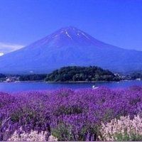 薰衣草图片花海头像