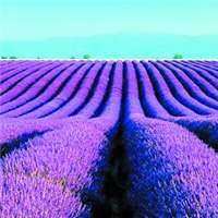 薰衣草图片花海头像