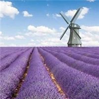 薰衣草图片花海头像