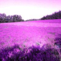 薰衣草图片花海头像