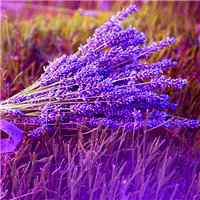 薰衣草图片花海头像