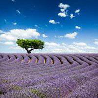 薰衣草图片花海头像