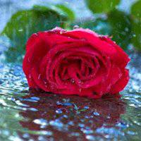 雨中头像图片大全