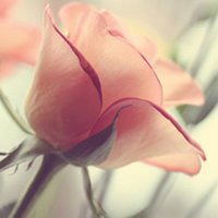 大自然头像图片大全