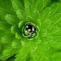 大自然头像图片大全