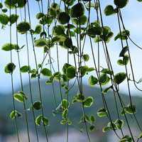 大自然头像图片大全