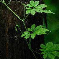 大自然头像图片大全