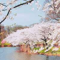 大自然头像图片大全