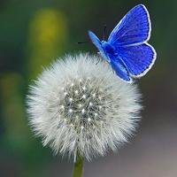 大自然微信头像图片