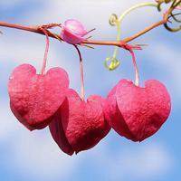 大自然微信头像图片