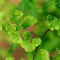 大自然微信头像图片