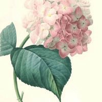 大自然微信头像图片